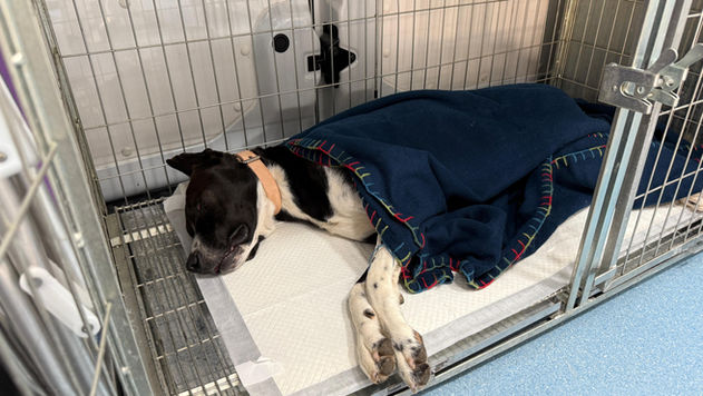 Gramado abre credenciamento de clínicas veterinárias para castração e microchipagem