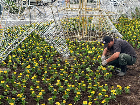 Jardins recebem flores de primavera nas ruas de Gramado