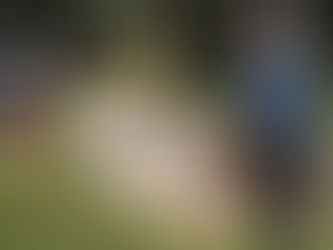 Os fósseis do Triássico atraem visitantes 