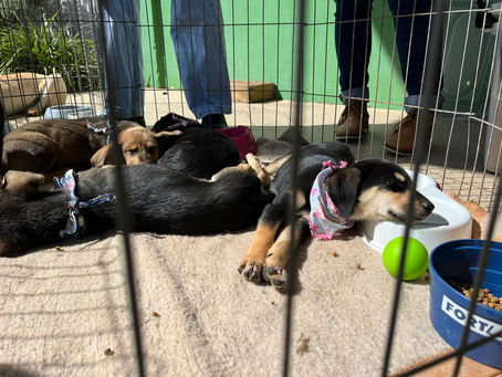 Vigilância em Saúde de Gramado já castrou gratuitamente mais de mil cães e gatos neste ano