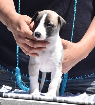 Buck - 4weeks(c).jpg