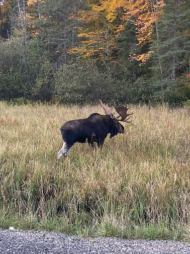 Moose Spotted in Algonquin Park