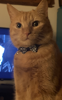 An orange cat with a bowtie collar looks into the camera in a trauma therapist's office.