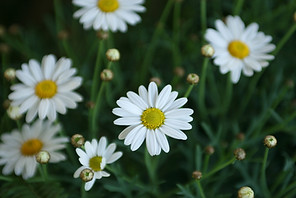 marguerites 