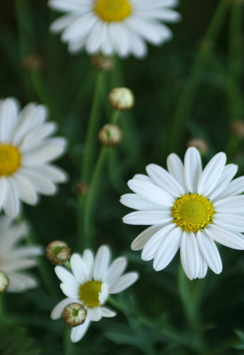 Daisies