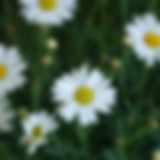 marguerites