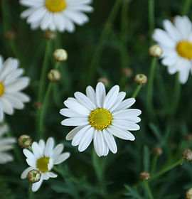 Gänseblümchen