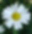 Daisies 