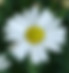 Daisies 