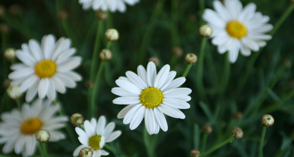 Daisies 
