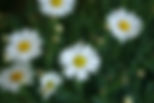 Image Coming Soon