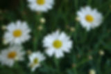 Daisies