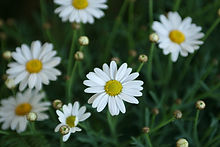 Daisies