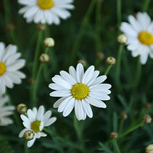 Daisies