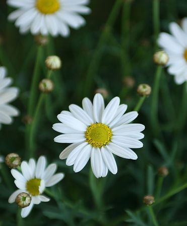 fiori, natura