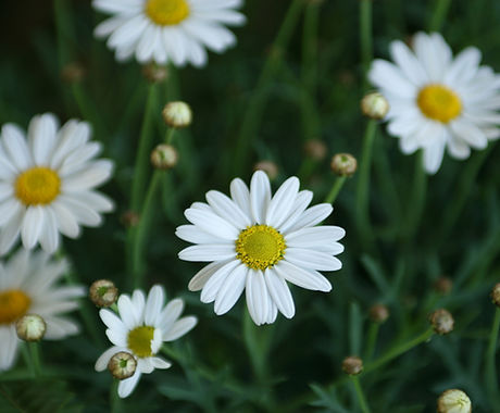 Daisies