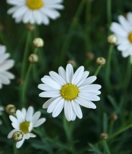 Daisies