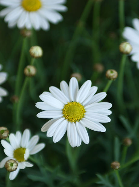 Daisies