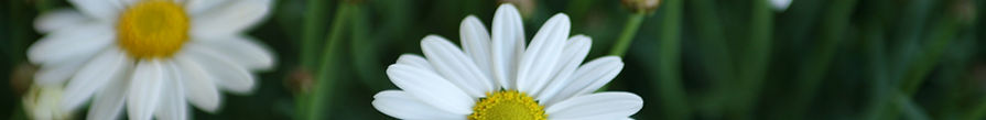 Daisies 