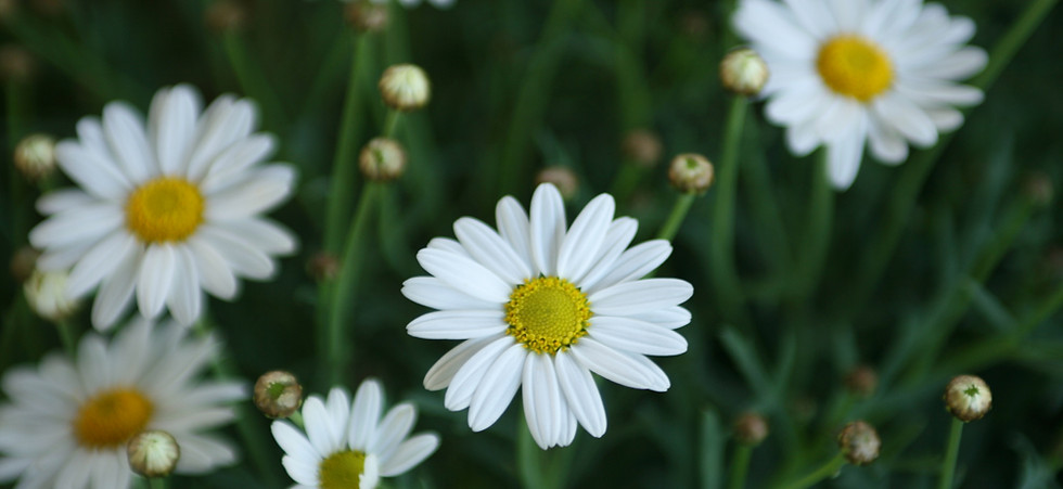 Daisies