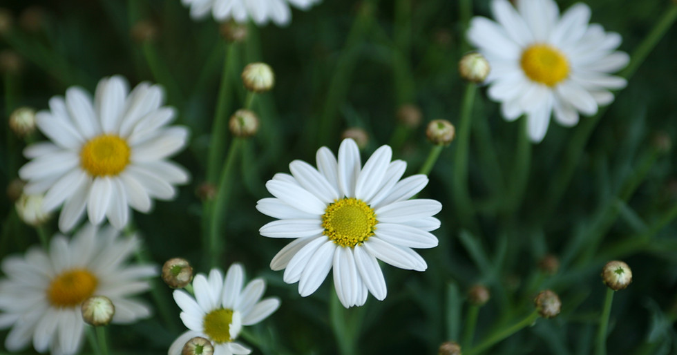 White Daisies Close-Up