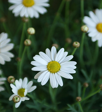 Daisies