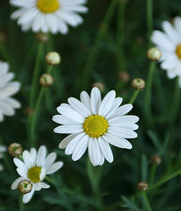 Daisies