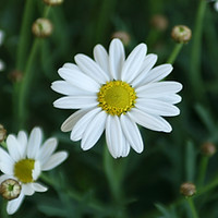 Daisies