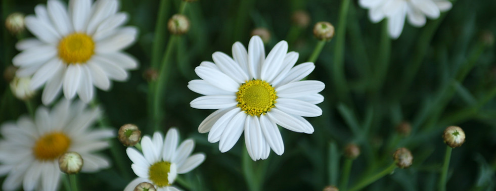 Gänseblümchen 