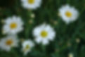 Daisies 