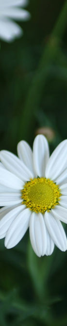 Daisies