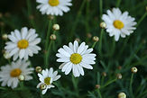Daisies 