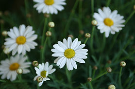Gänseblümchen 