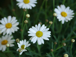 Our Spring themed Sacred Spaces at Star of the Sea...