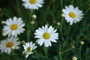 marguerites