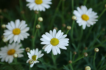 White daisies