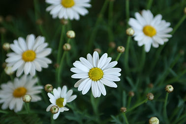White Daisies Close-Up