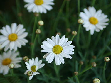 White Daisies Close-Up