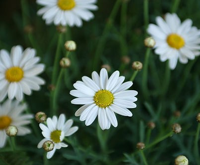 Margaritas blancas en primer plano