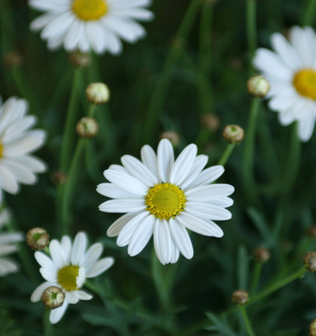 Daisies