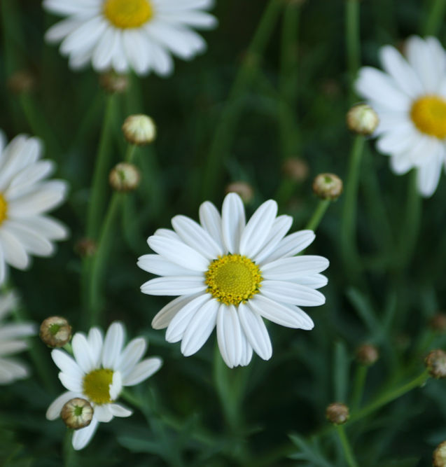 Daisies 