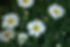 Daisies 