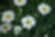 Daisies