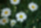 Daisies