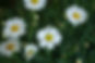 Daisies