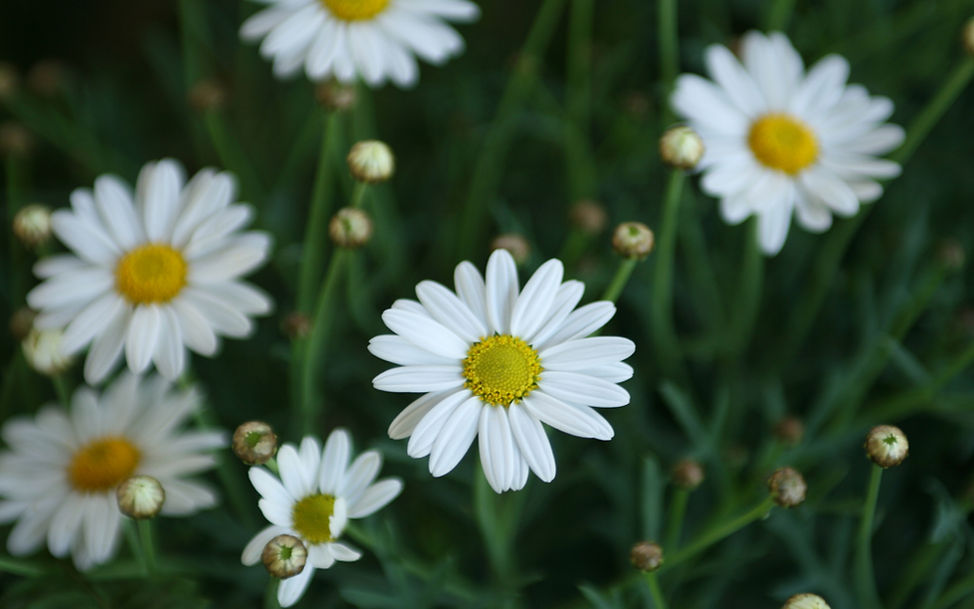 Daisies