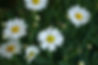 Daisies