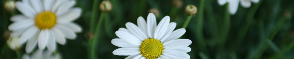 Daisies