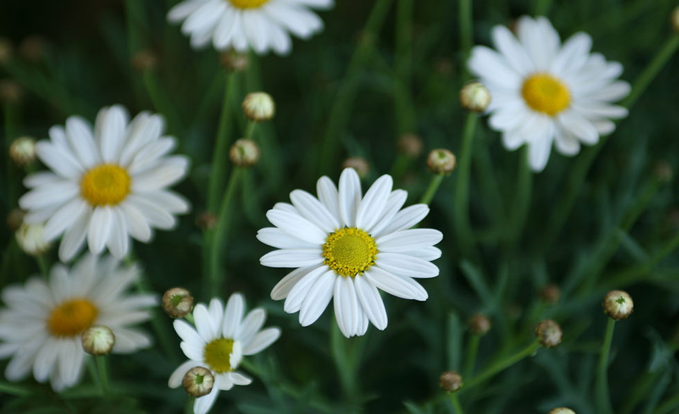 Daisies