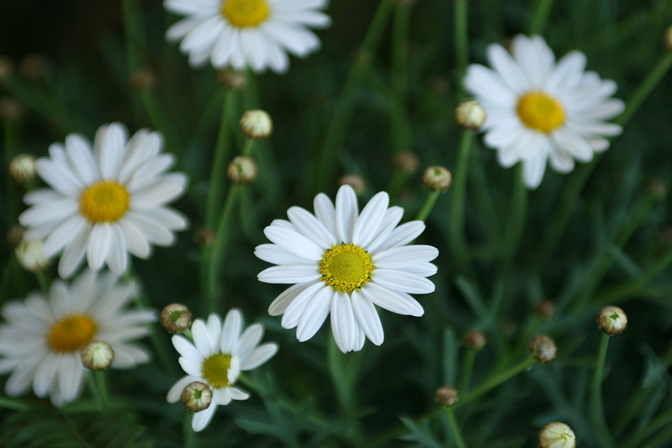 Margaridas brancas em close-up